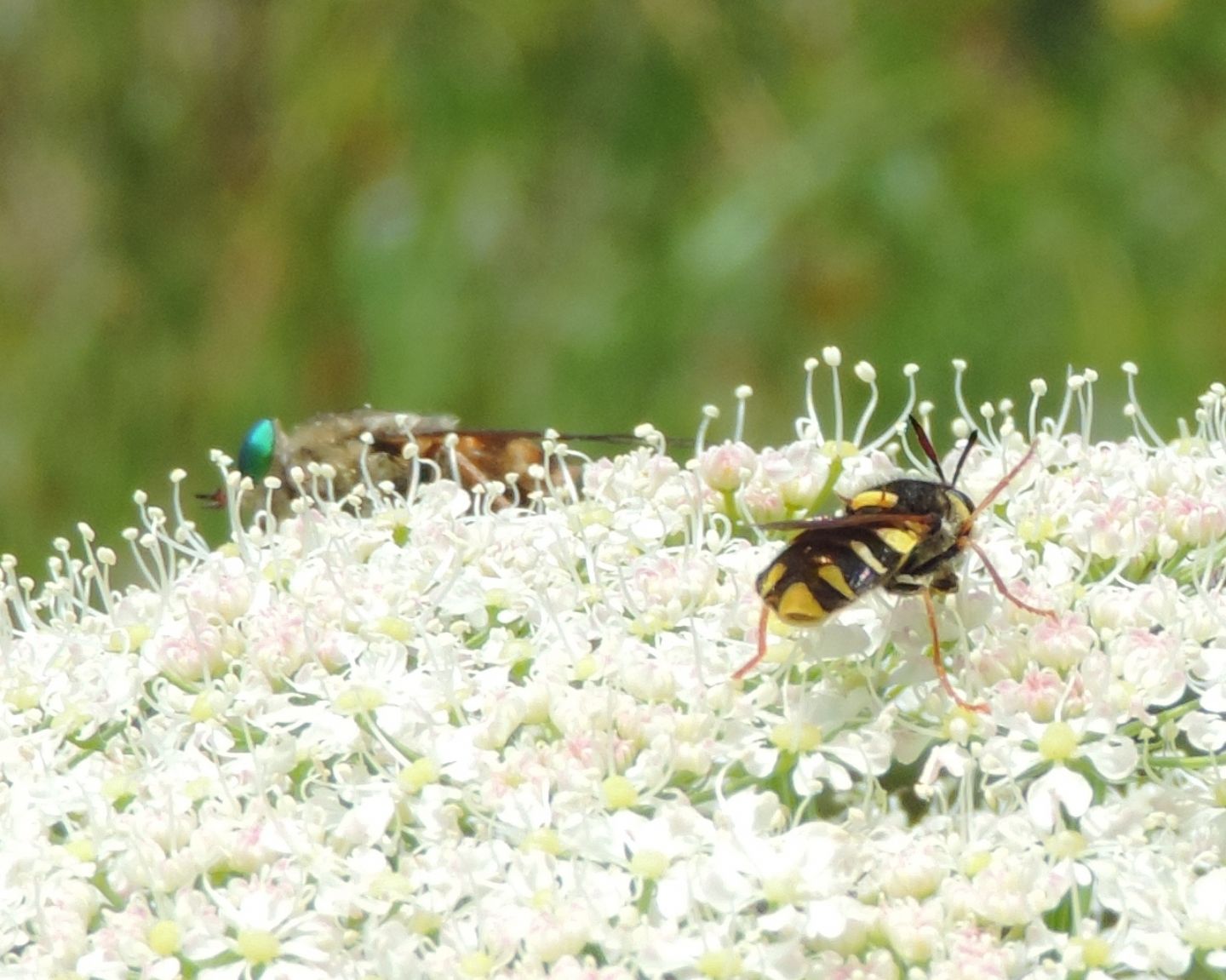 Stratiomys sp, (Stratiomyidae)