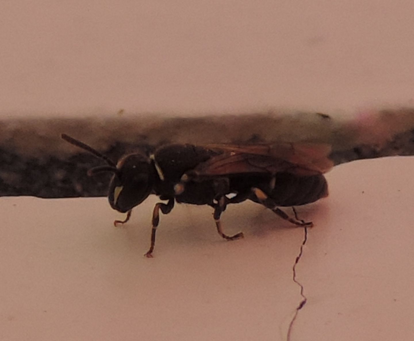 Hylaeus?