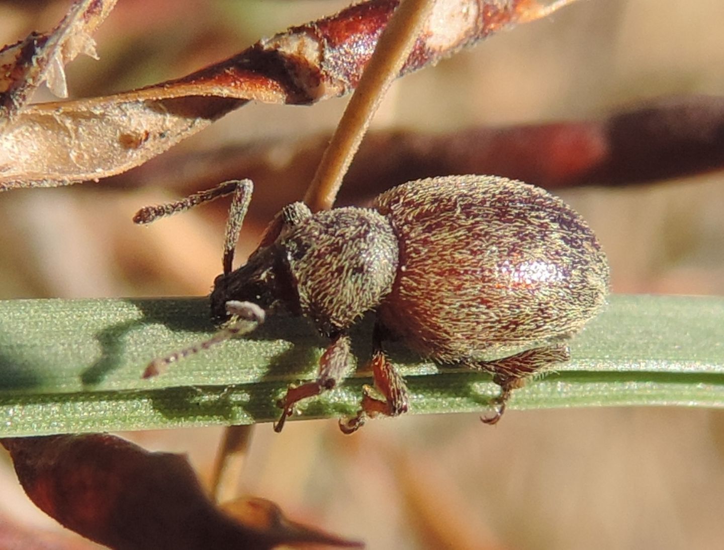 Otiorhynchus (Arammichnus) ferrarii, Curculionide marittimo