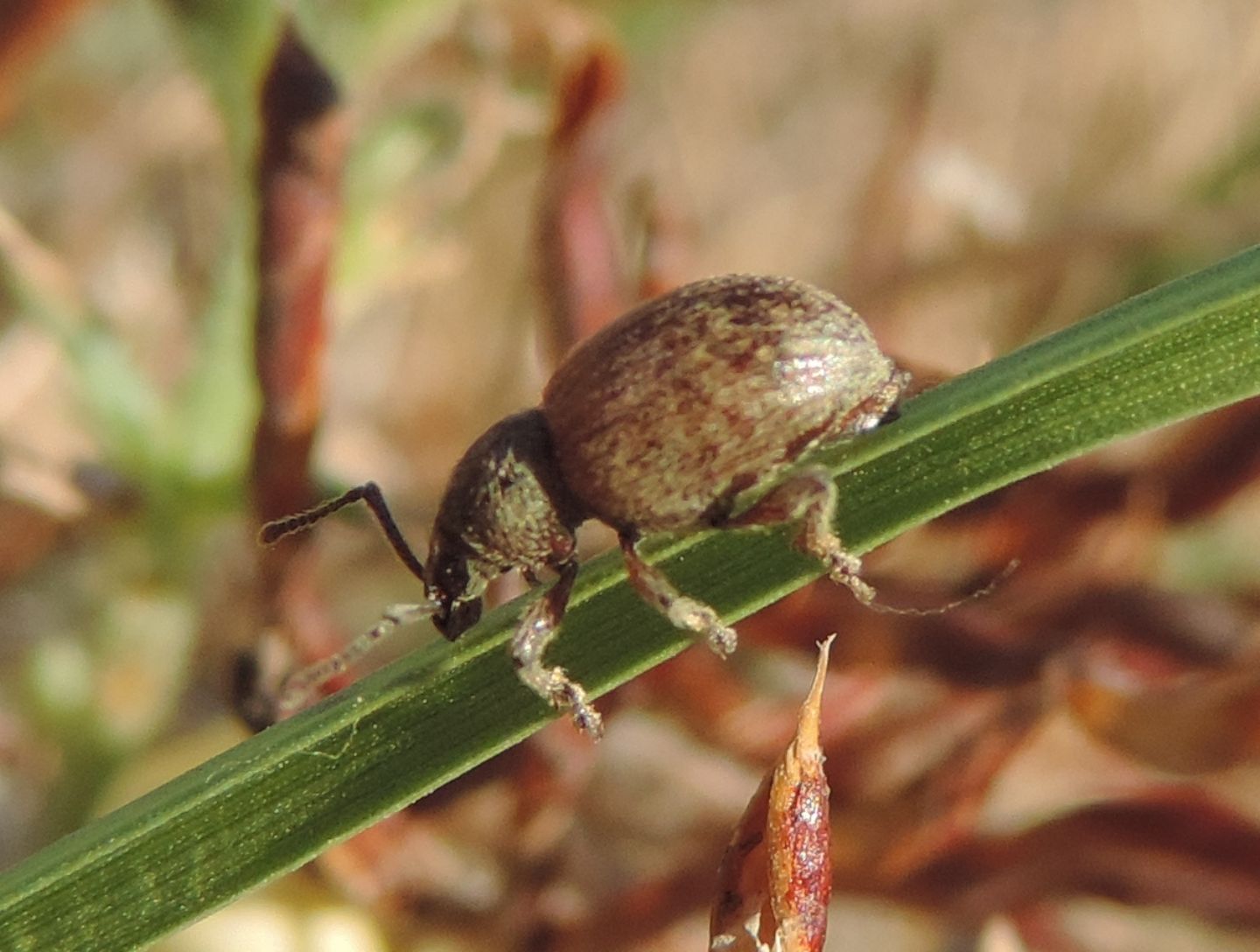 Otiorhynchus (Arammichnus) ferrarii, Curculionide marittimo