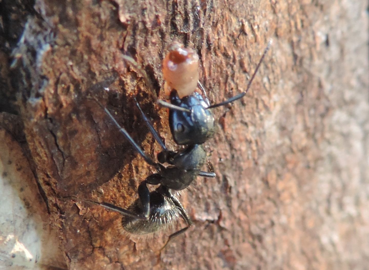 Camponotus vagus