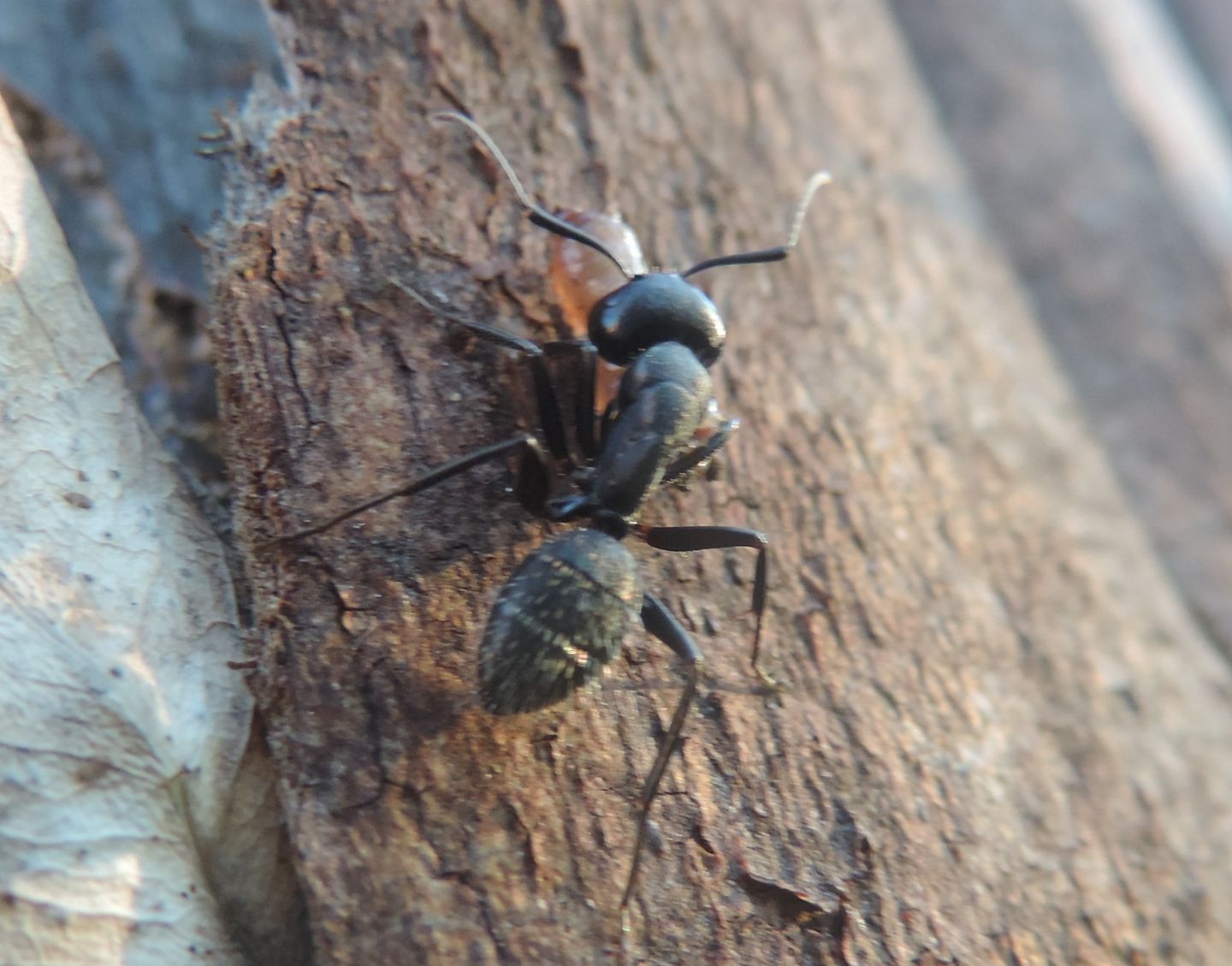 Camponotus vagus