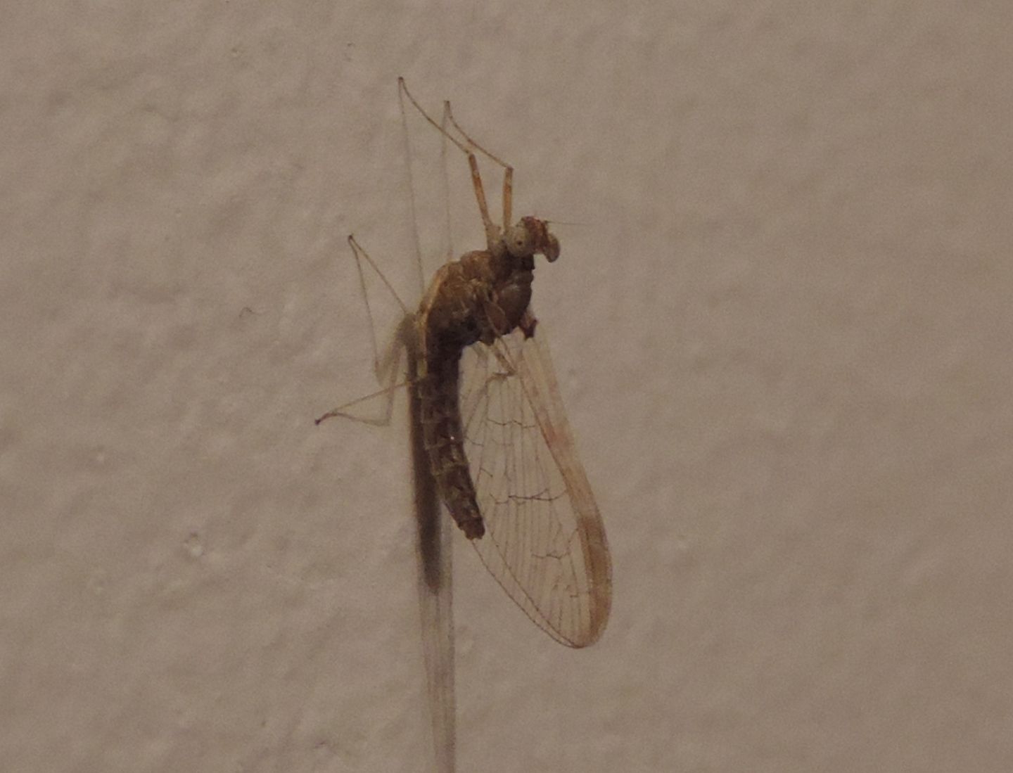 Cloeon dipterum?