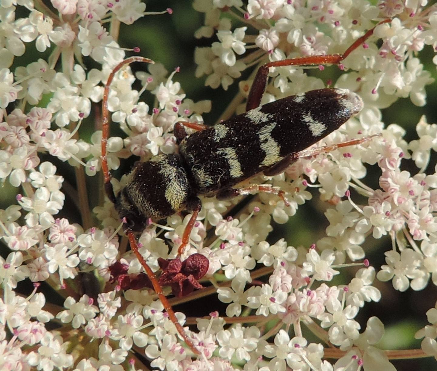 Plagionotus floralis