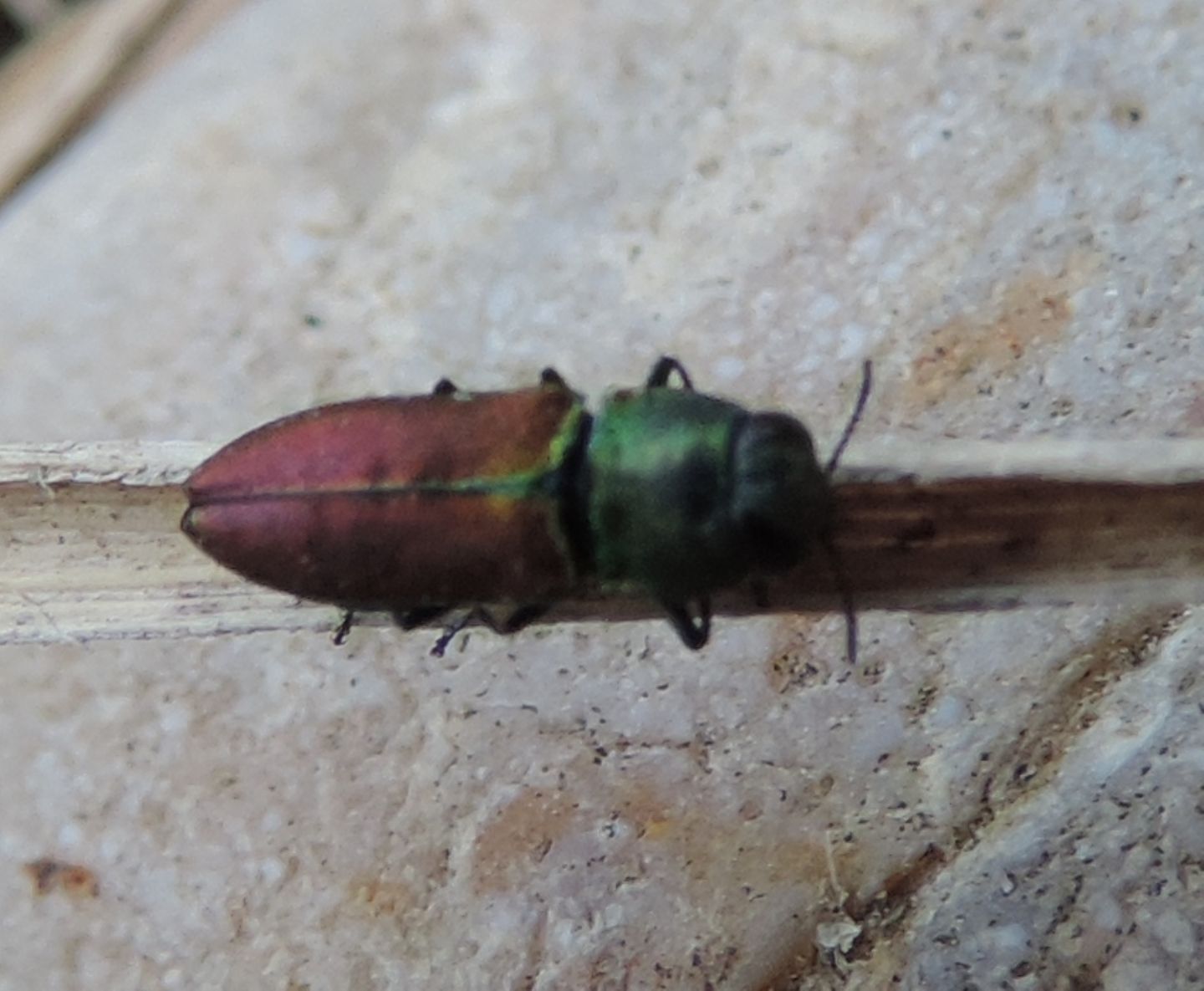 Anthaxia cichorii, Buprestidae