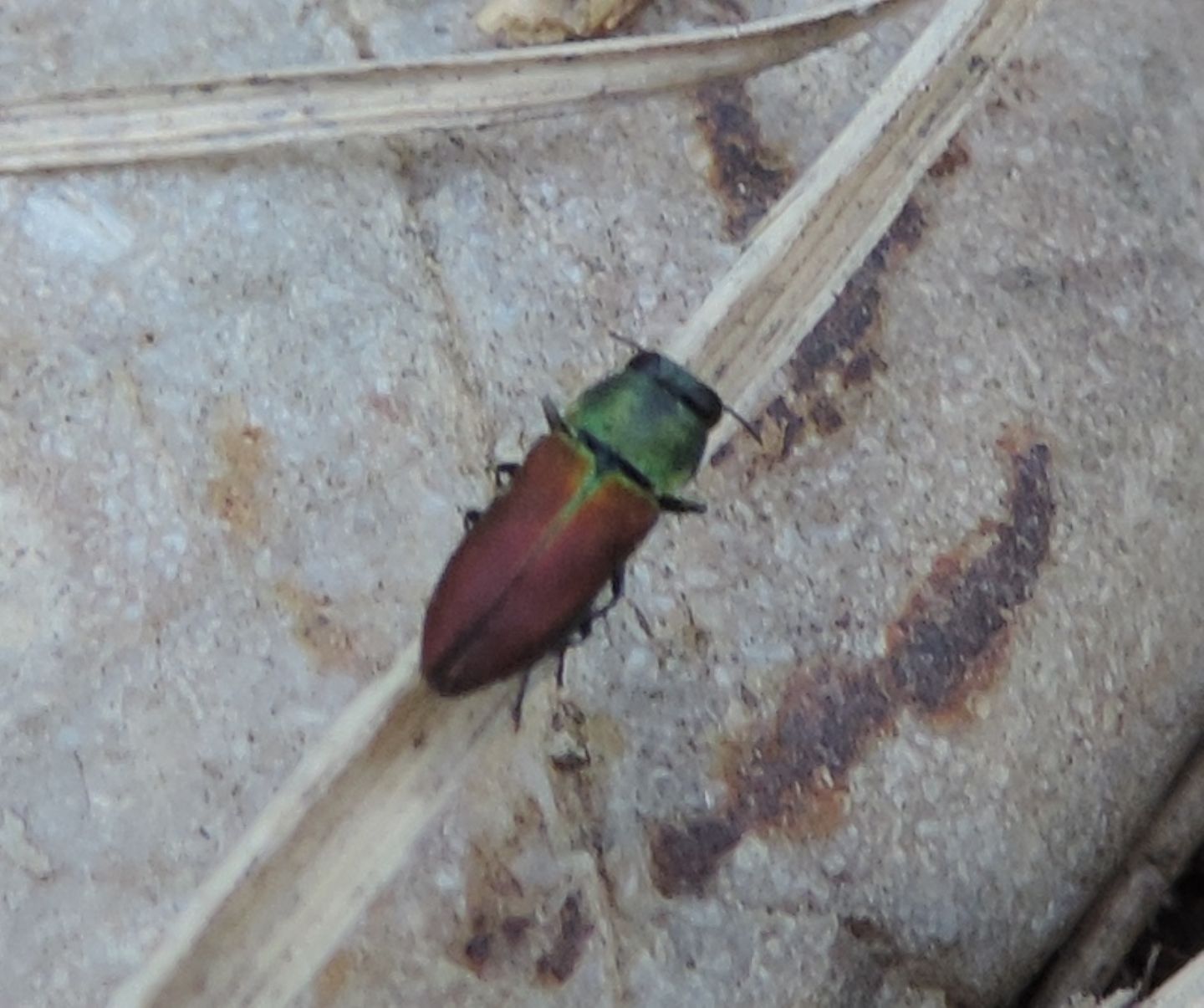 Anthaxia cichorii, Buprestidae