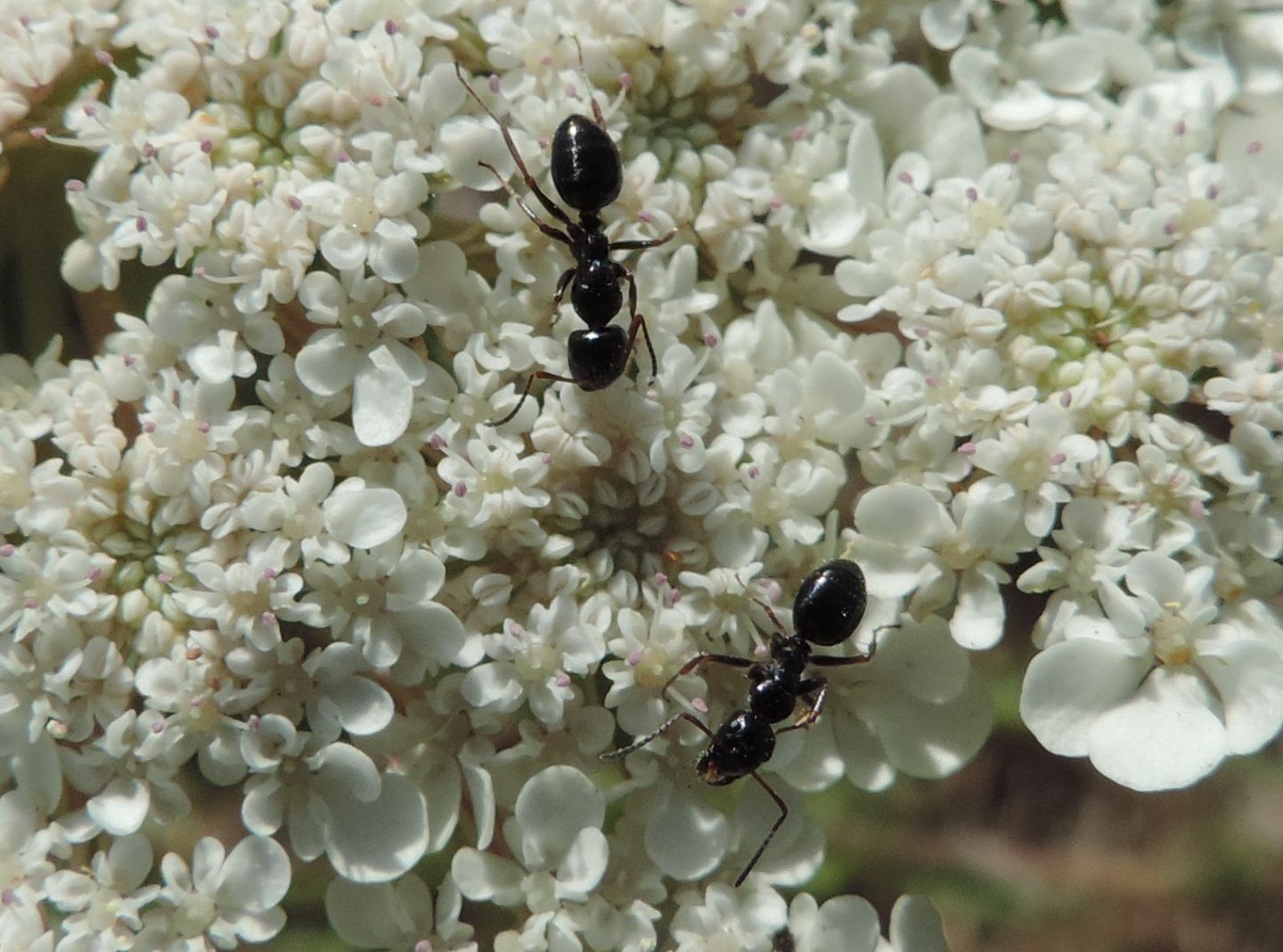 Formiche floricole: Camponotus piceus