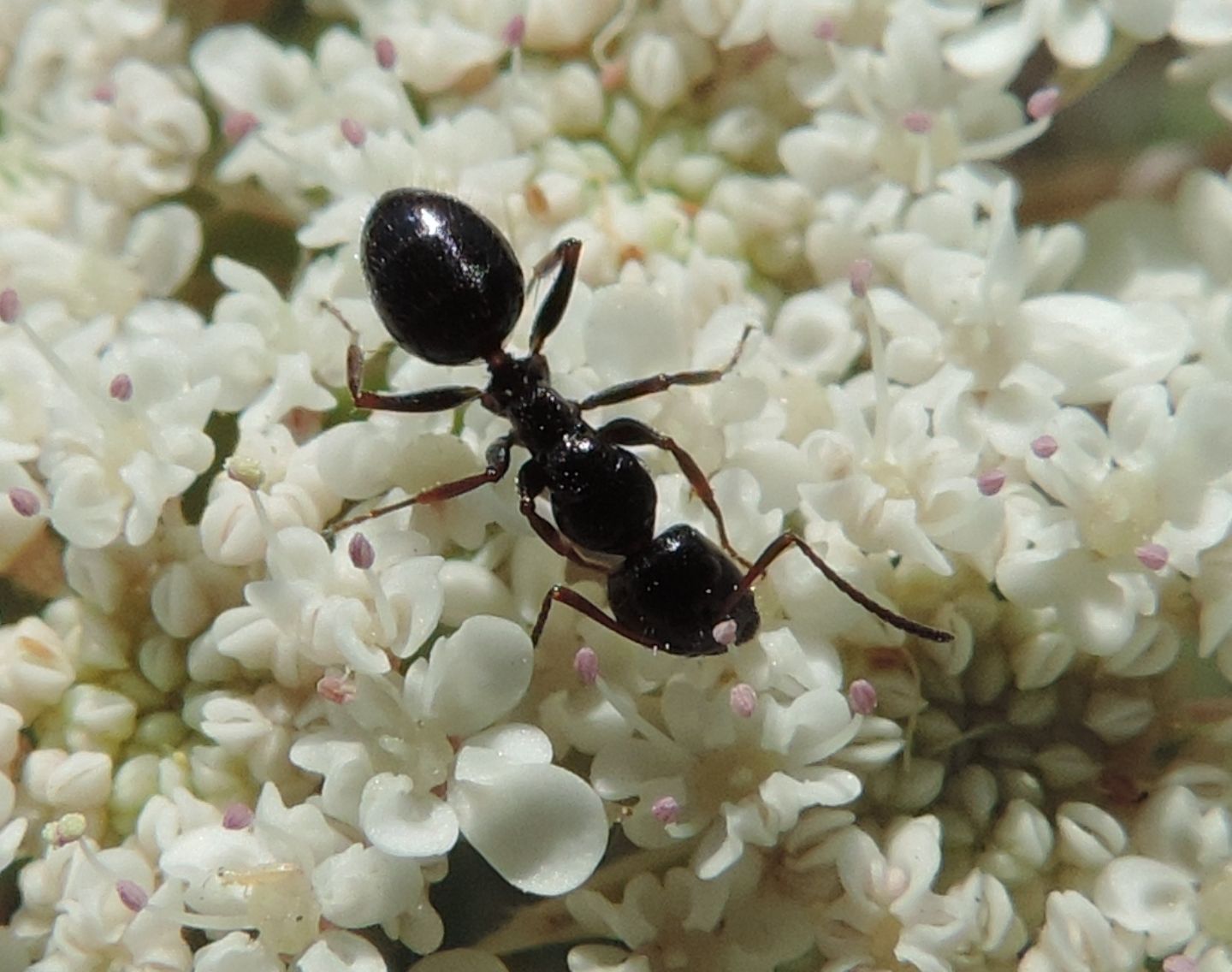 Formiche floricole: Camponotus piceus