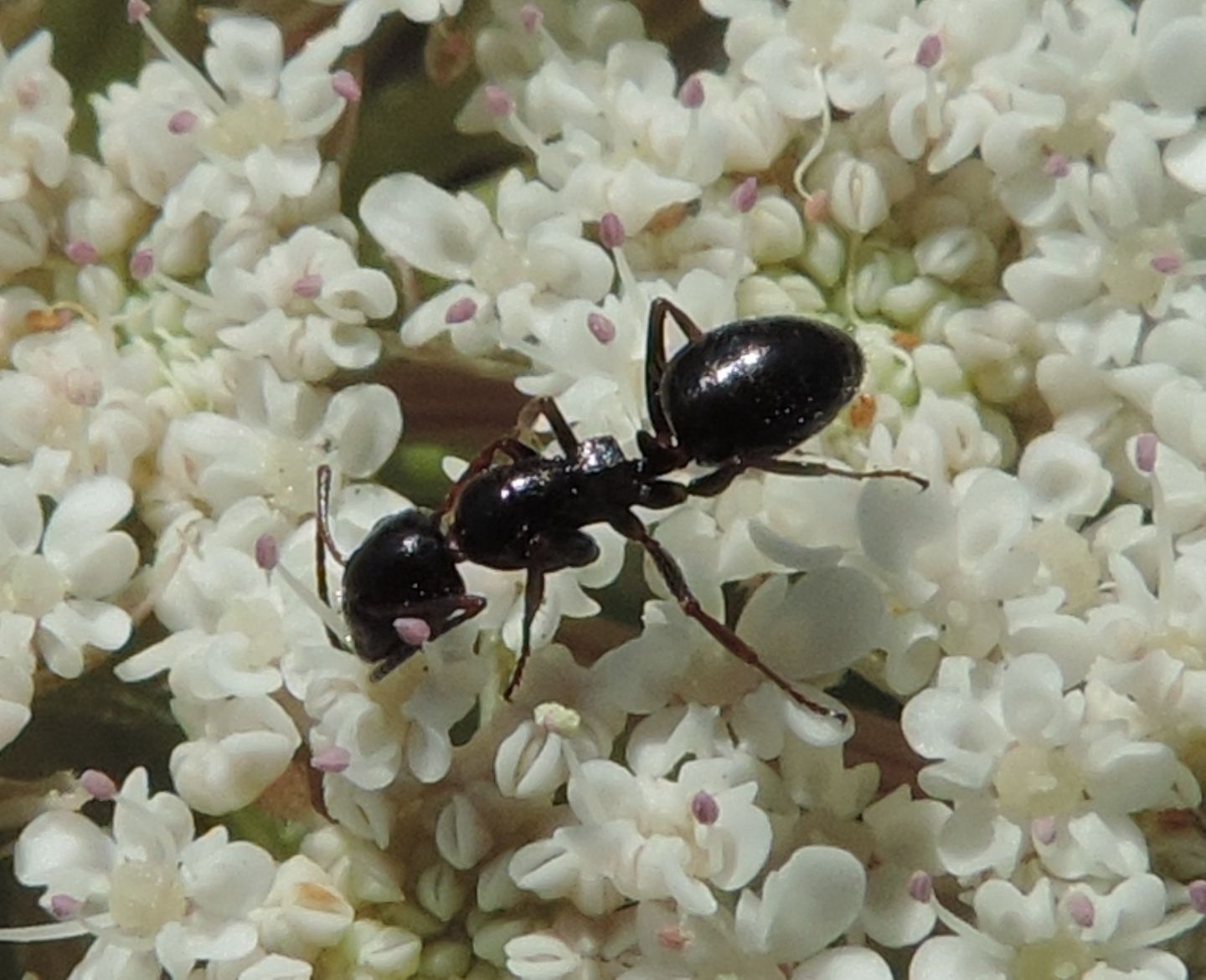 Formiche floricole: Camponotus piceus