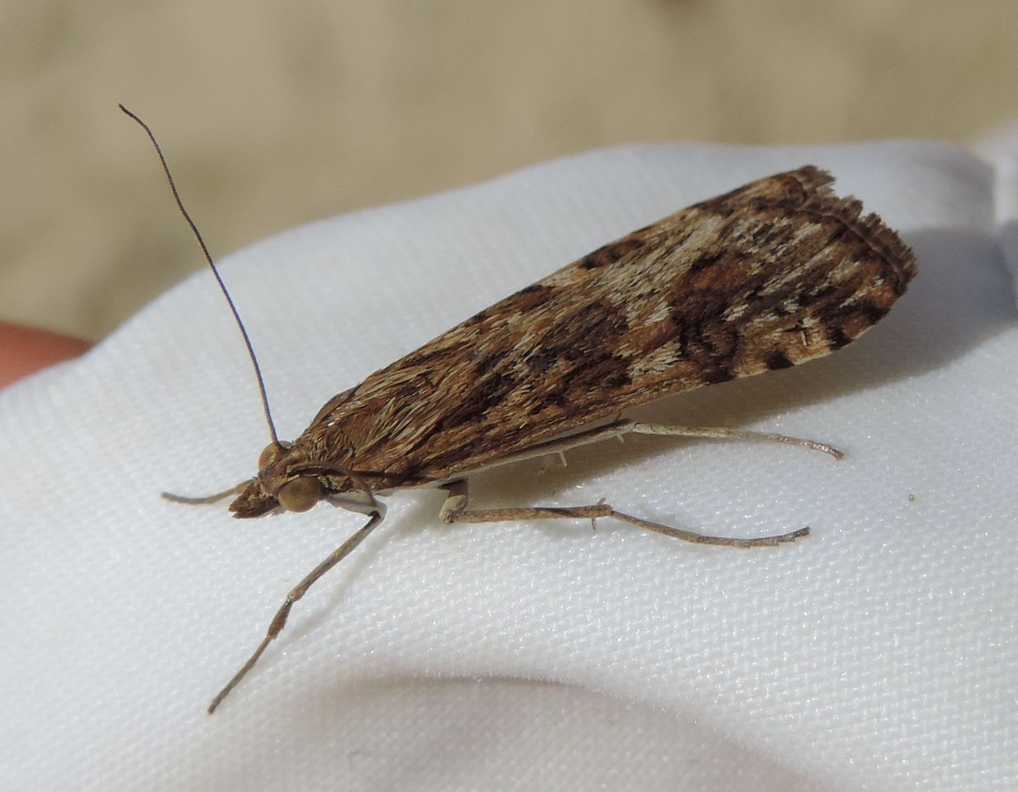 Pyralidae? di spiaggia - No, Crambidae: Nomophila noctuella