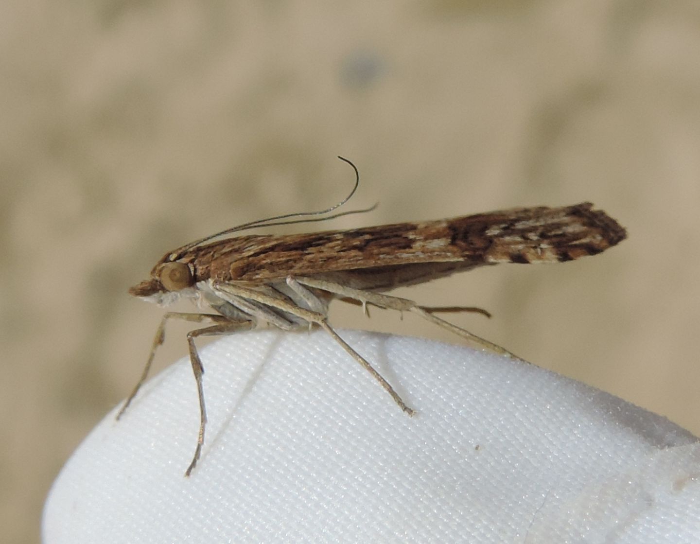 Pyralidae? di spiaggia - No, Crambidae: Nomophila noctuella