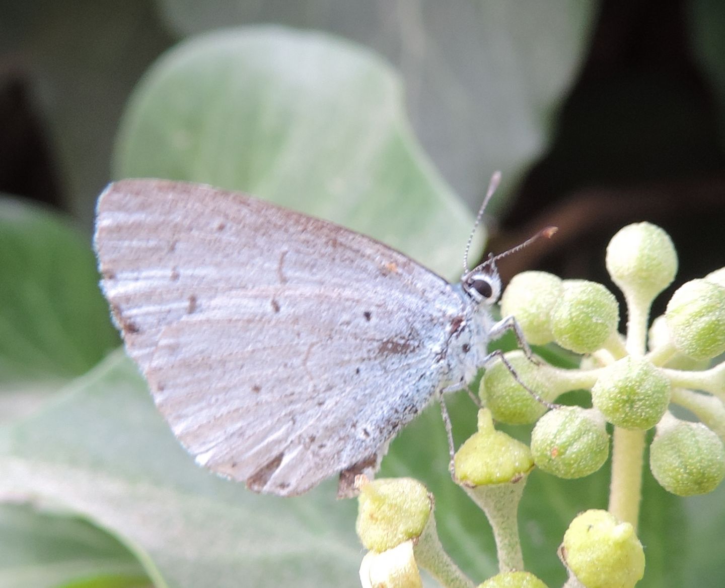Celastrina argiolus? - S