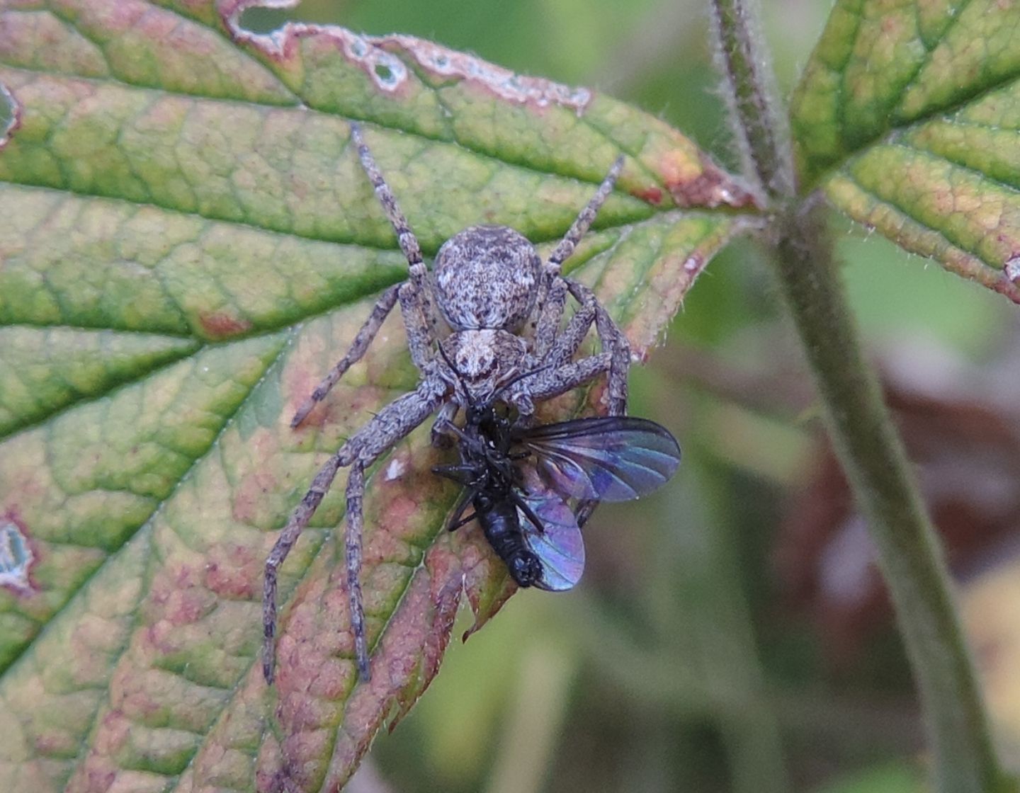 Altro Xysticus? No. Philodromus sp. - Bobbio Pellice (TO)