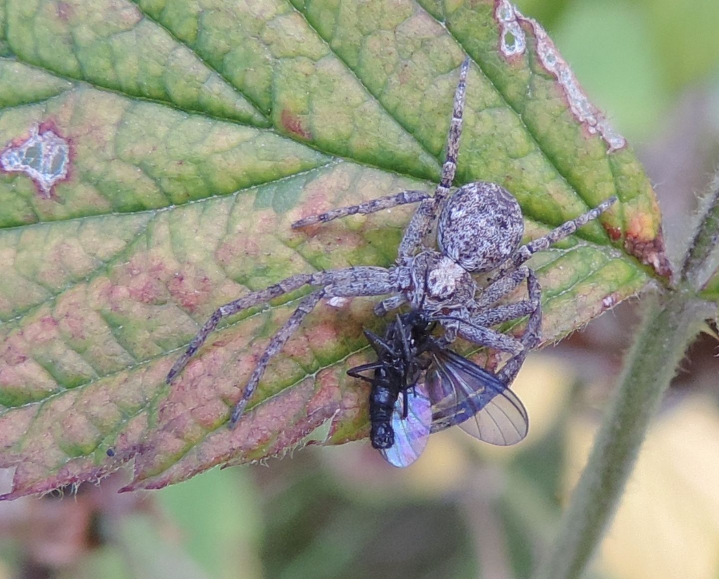 Altro Xysticus? No. Philodromus sp. - Bobbio Pellice (TO)