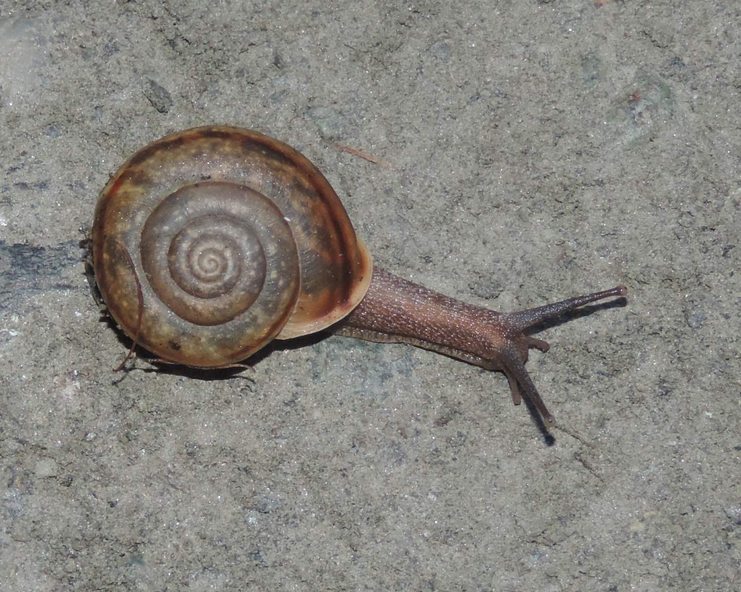 Chiocciola di montagna: Chilostoma (Campylea) padanum