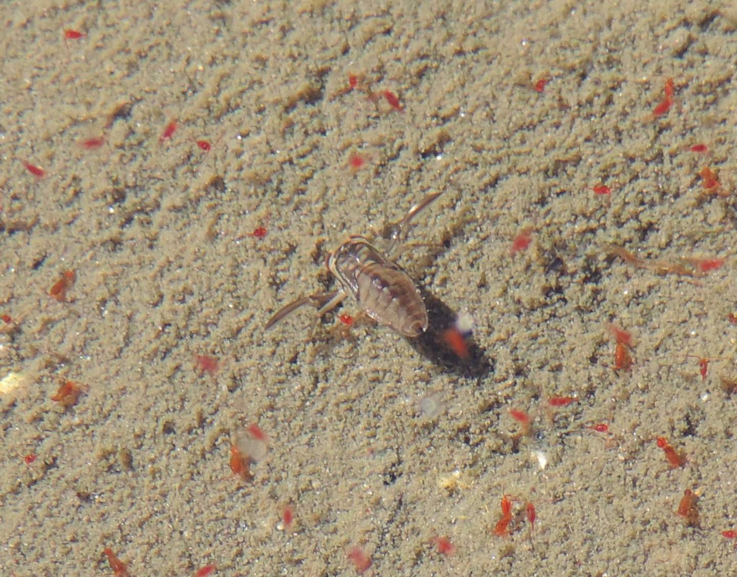 Corixidae?