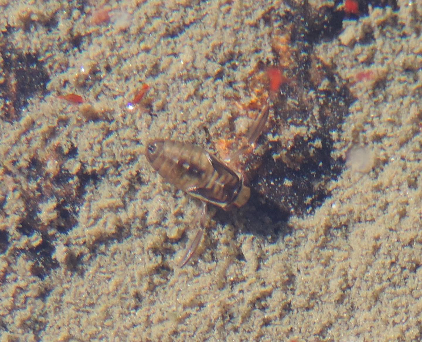 Corixidae?
