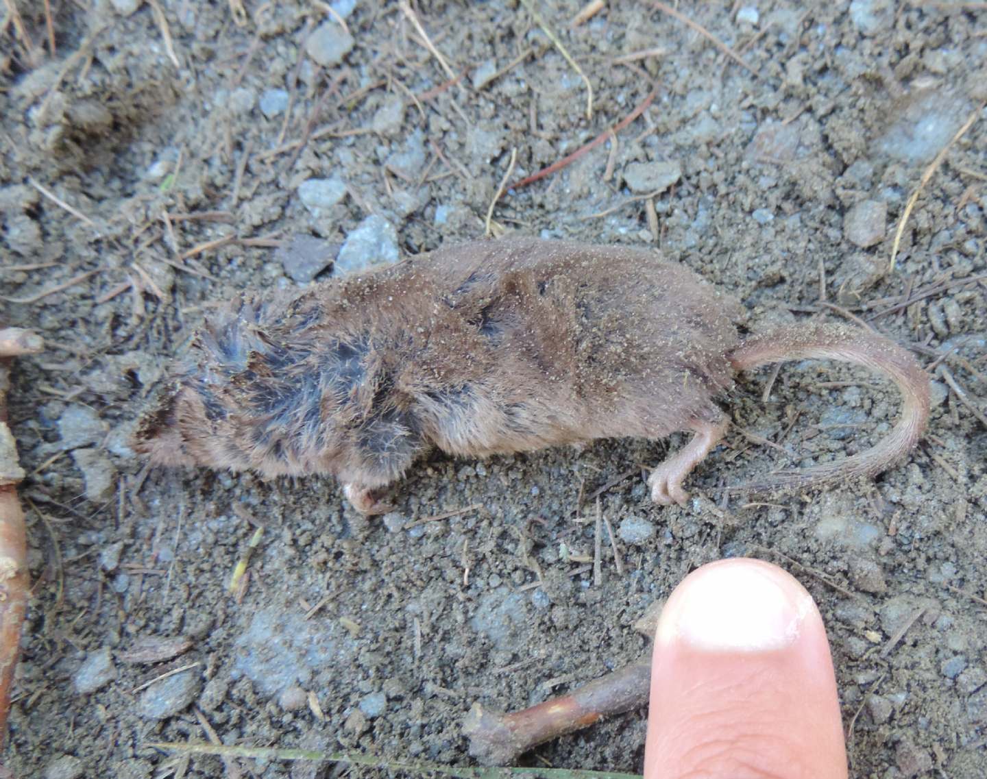 Crocidura minore? No, Sorex minutus