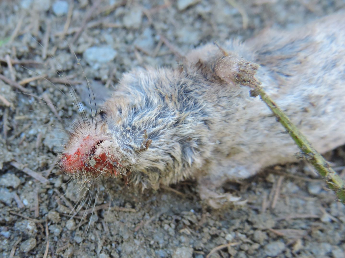 Crocidura minore? No, Sorex minutus