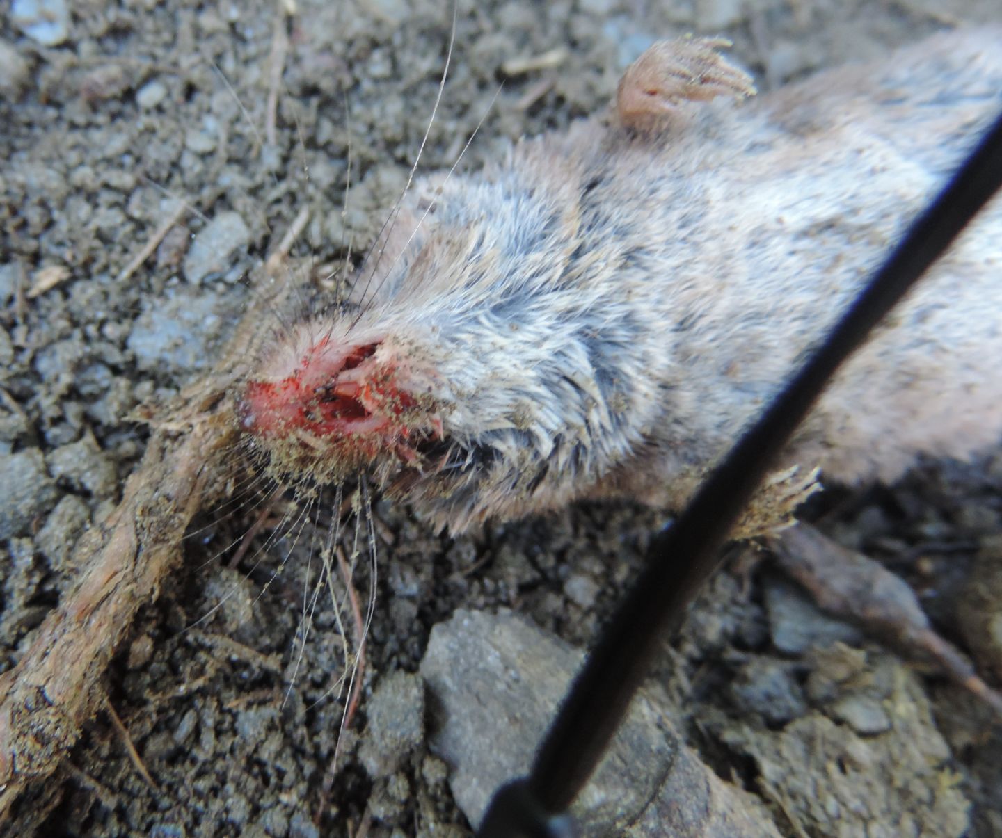 Crocidura minore? No, Sorex minutus