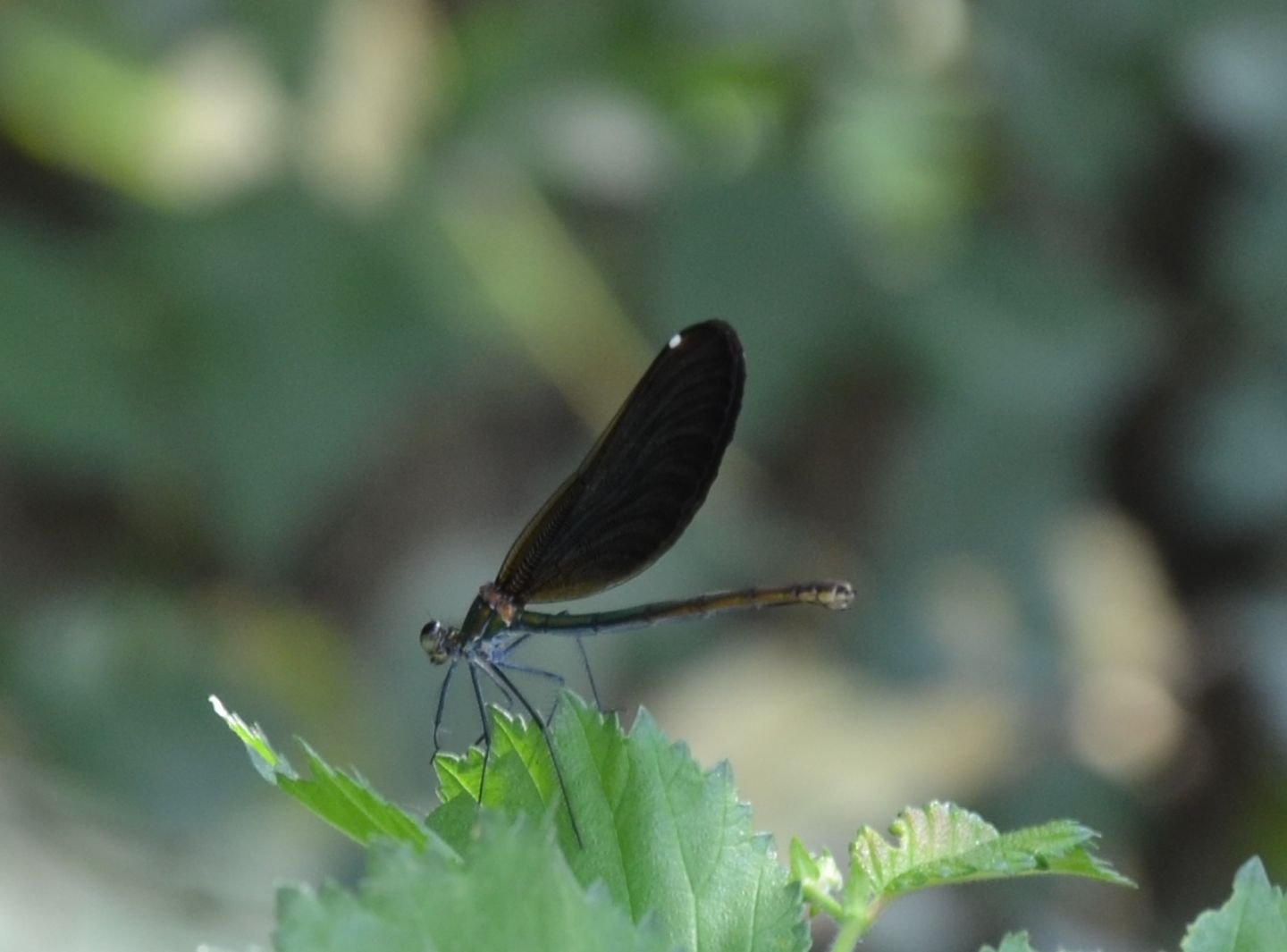 Quale Calopteryx?