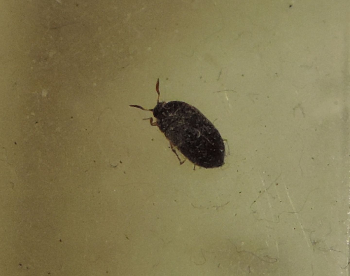 Attagenus sp.