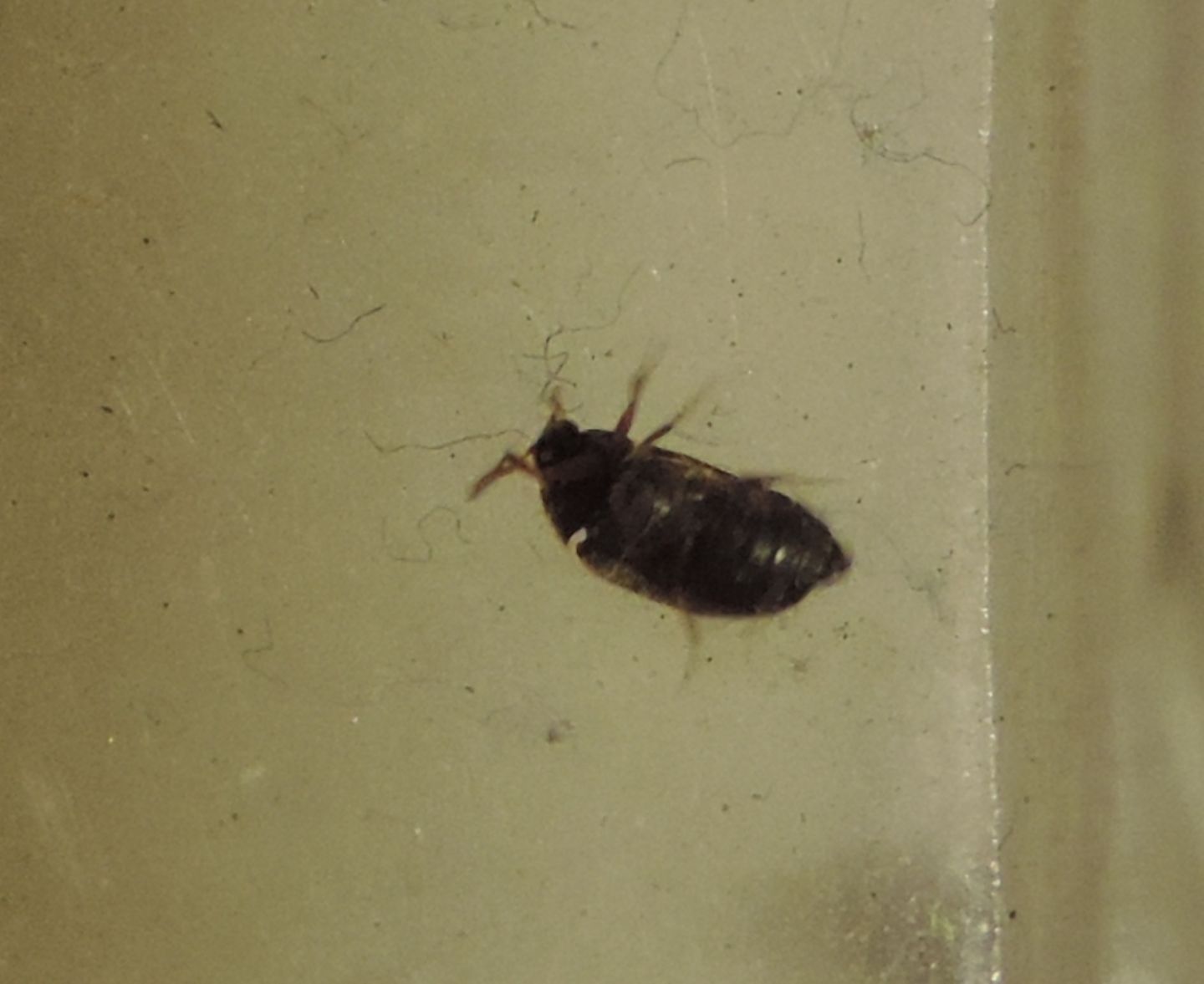 Attagenus sp.