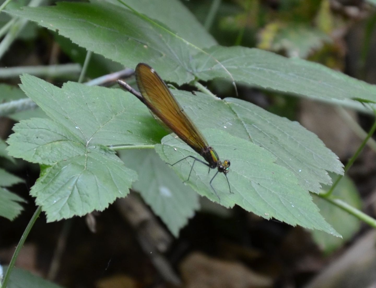 Quale Calopteryx?