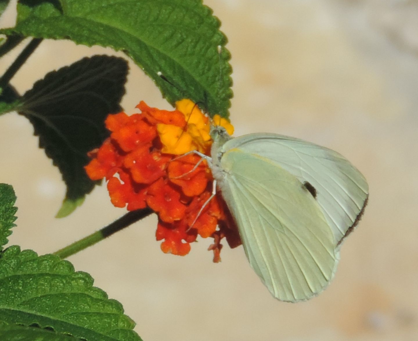 Pieris rapae? No. Pieris brassicae