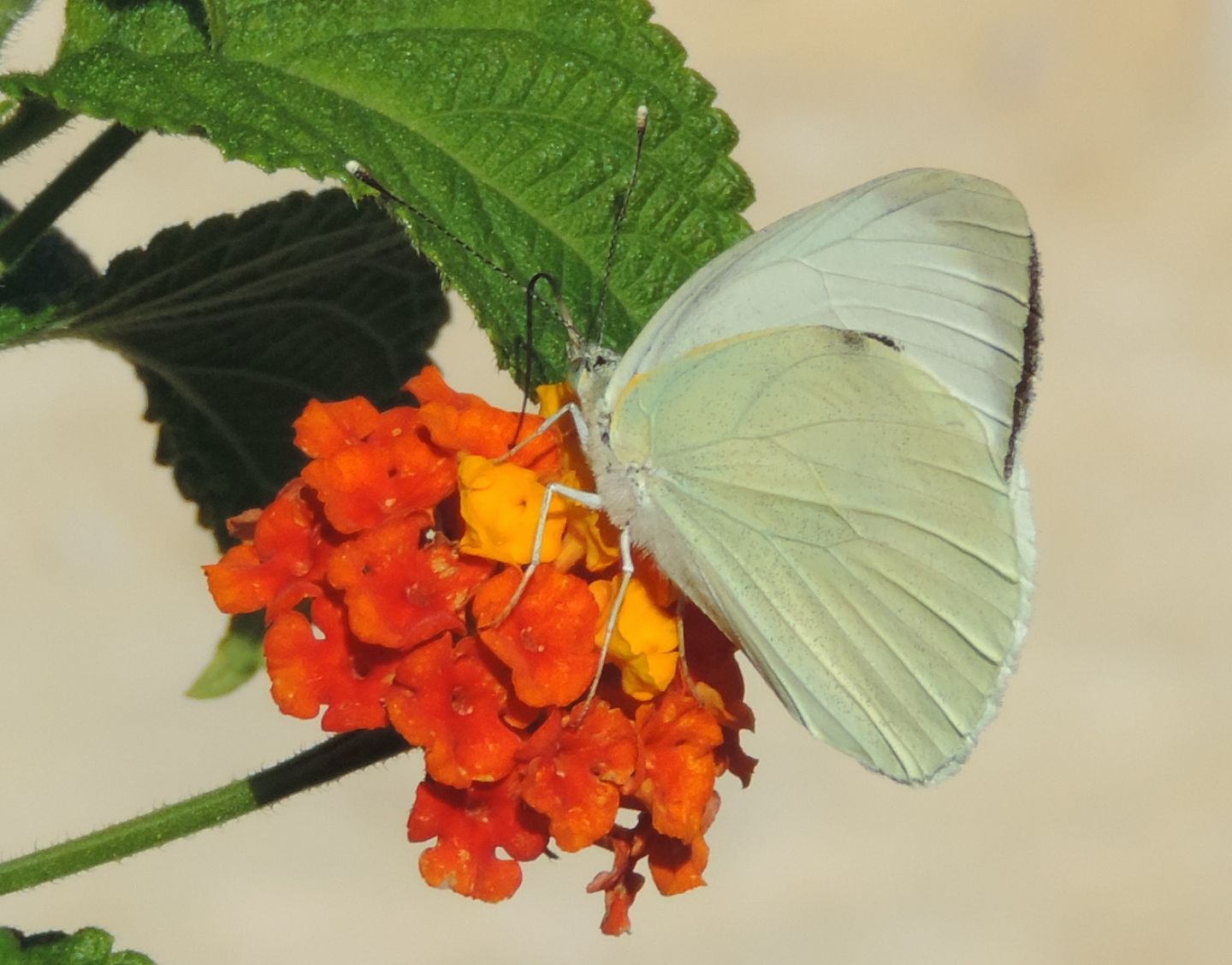 Pieris rapae? No. Pieris brassicae
