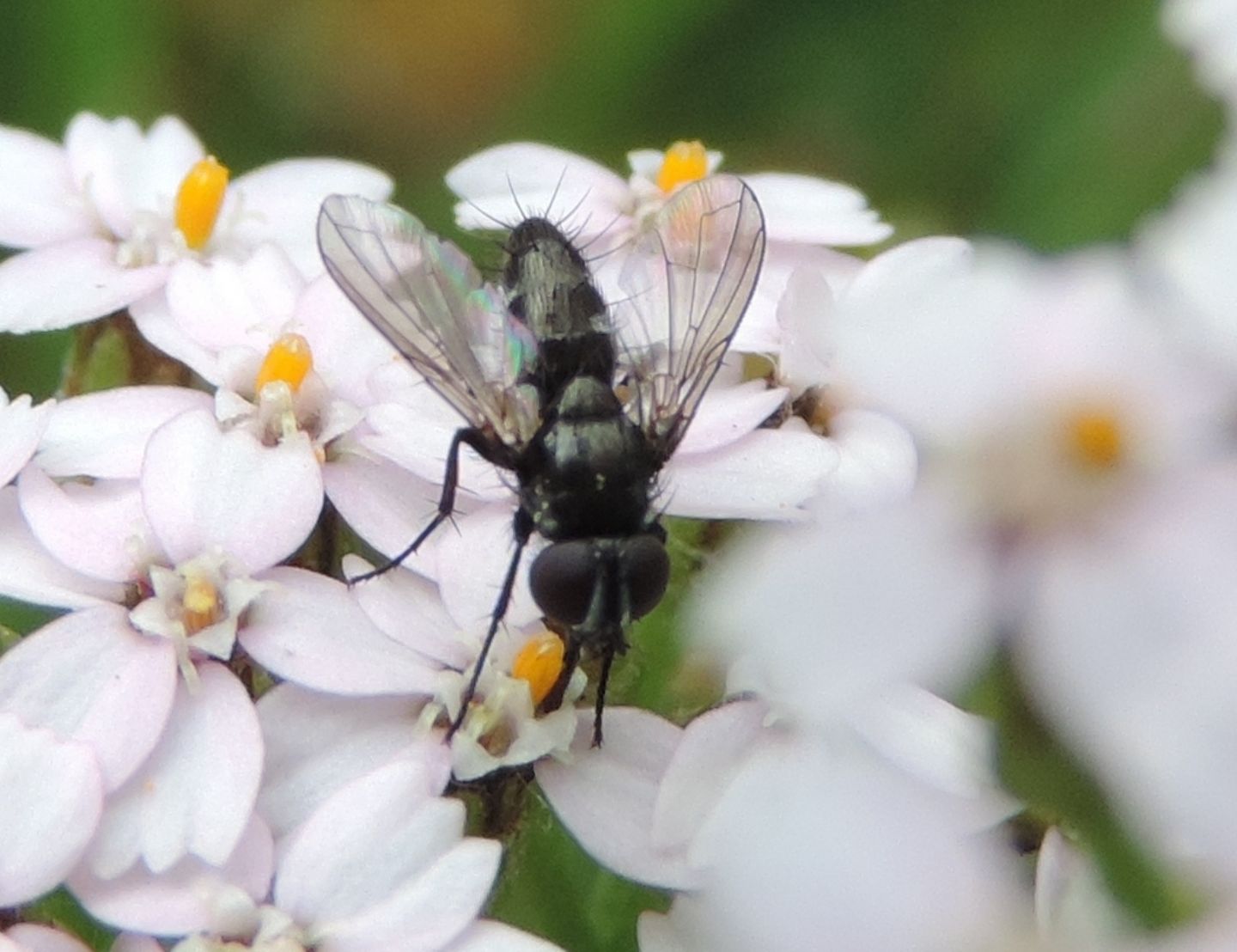 Muscidae?No, Rhinophora lepida (Rhinophoridae).