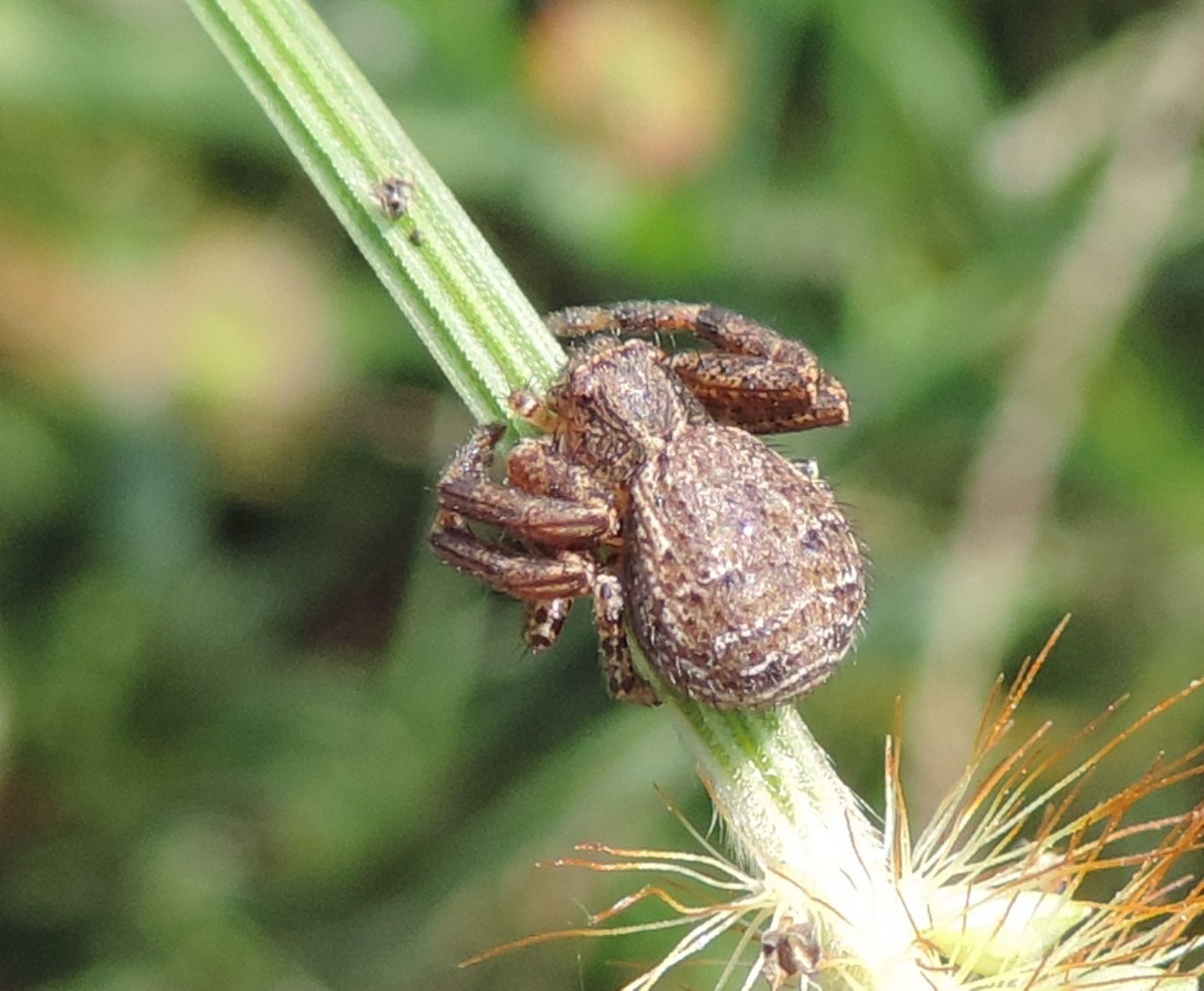 Xysticus sp. - Candia (TO)