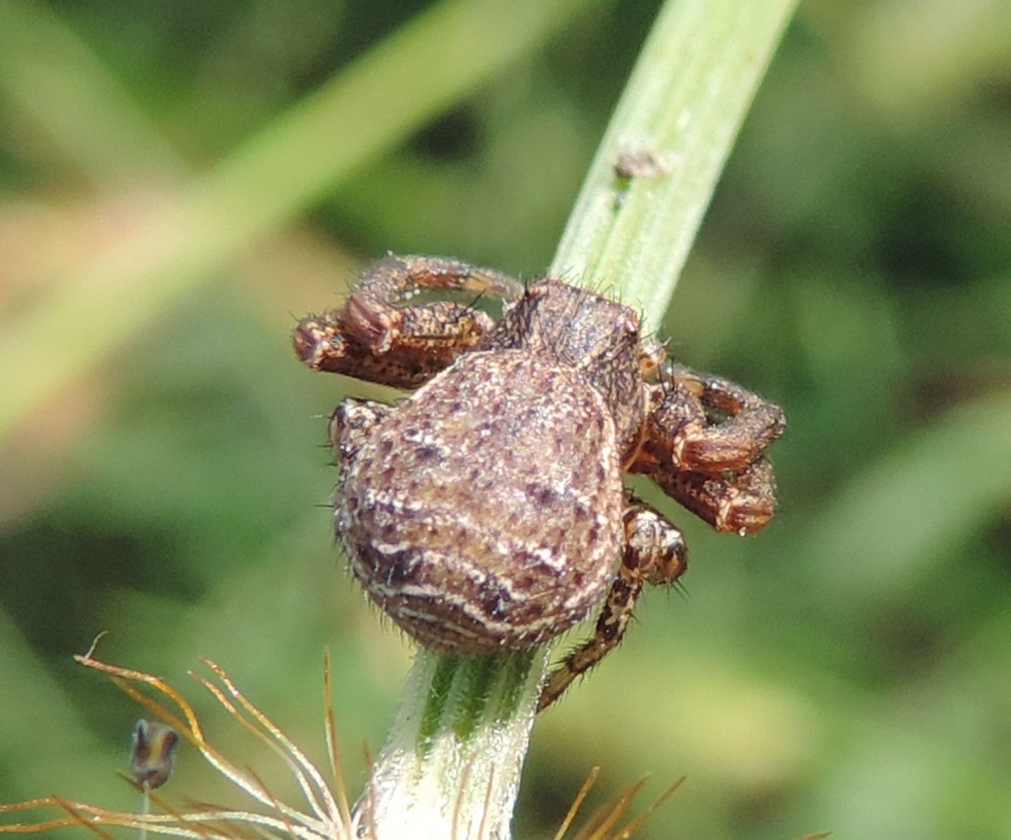 Xysticus sp. - Candia (TO)