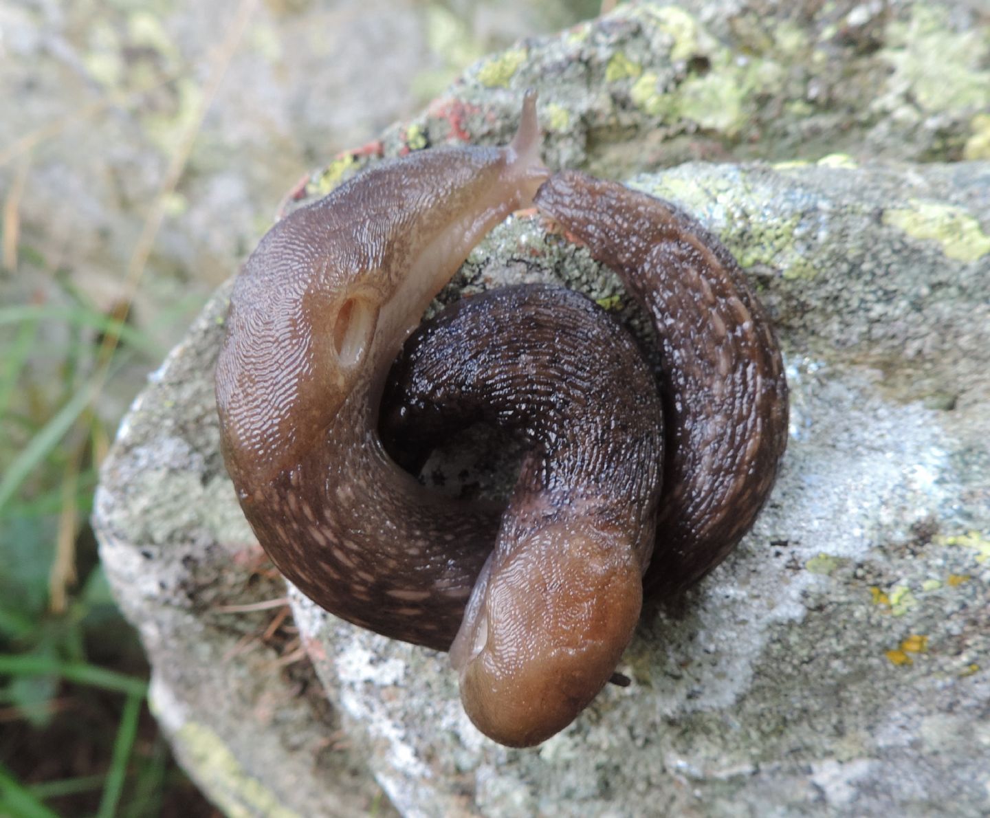 Limacidi 