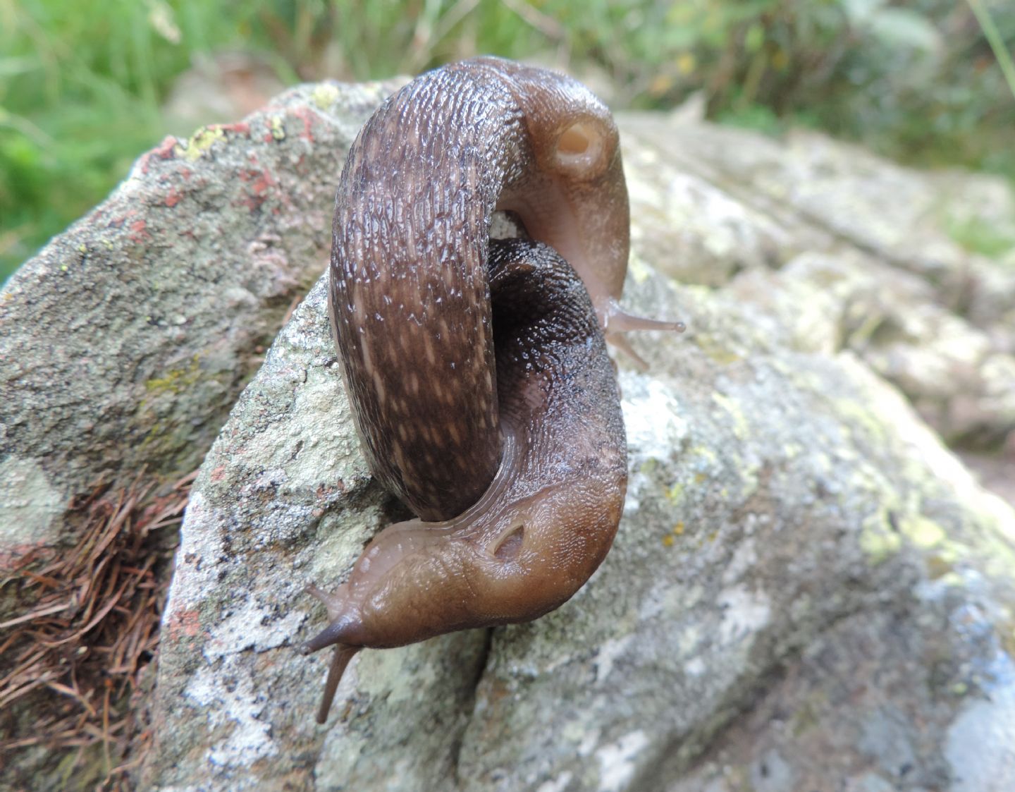 Limacidi 