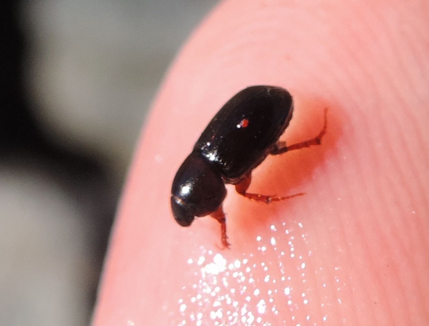 Aphodius (s.l.) sp., Aphodiidae