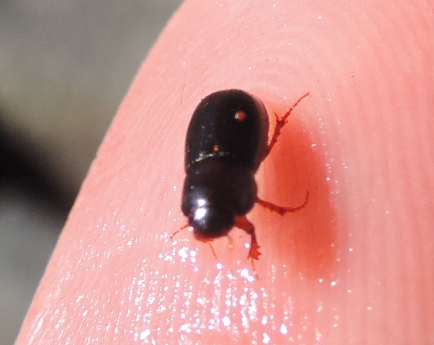 Aphodius (s.l.) sp., Aphodiidae