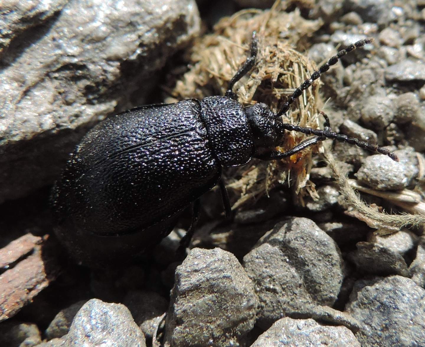 Galeruca tanaceti, Chrysomelidae