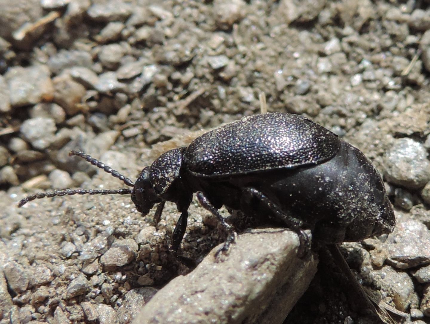 Galeruca tanaceti, Chrysomelidae