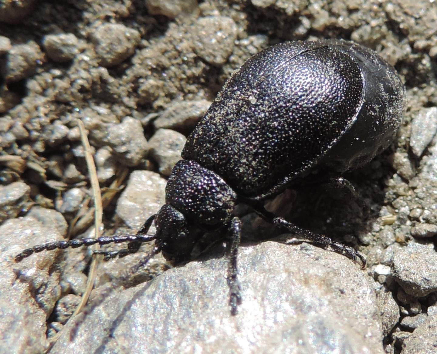 Galeruca tanaceti, Chrysomelidae