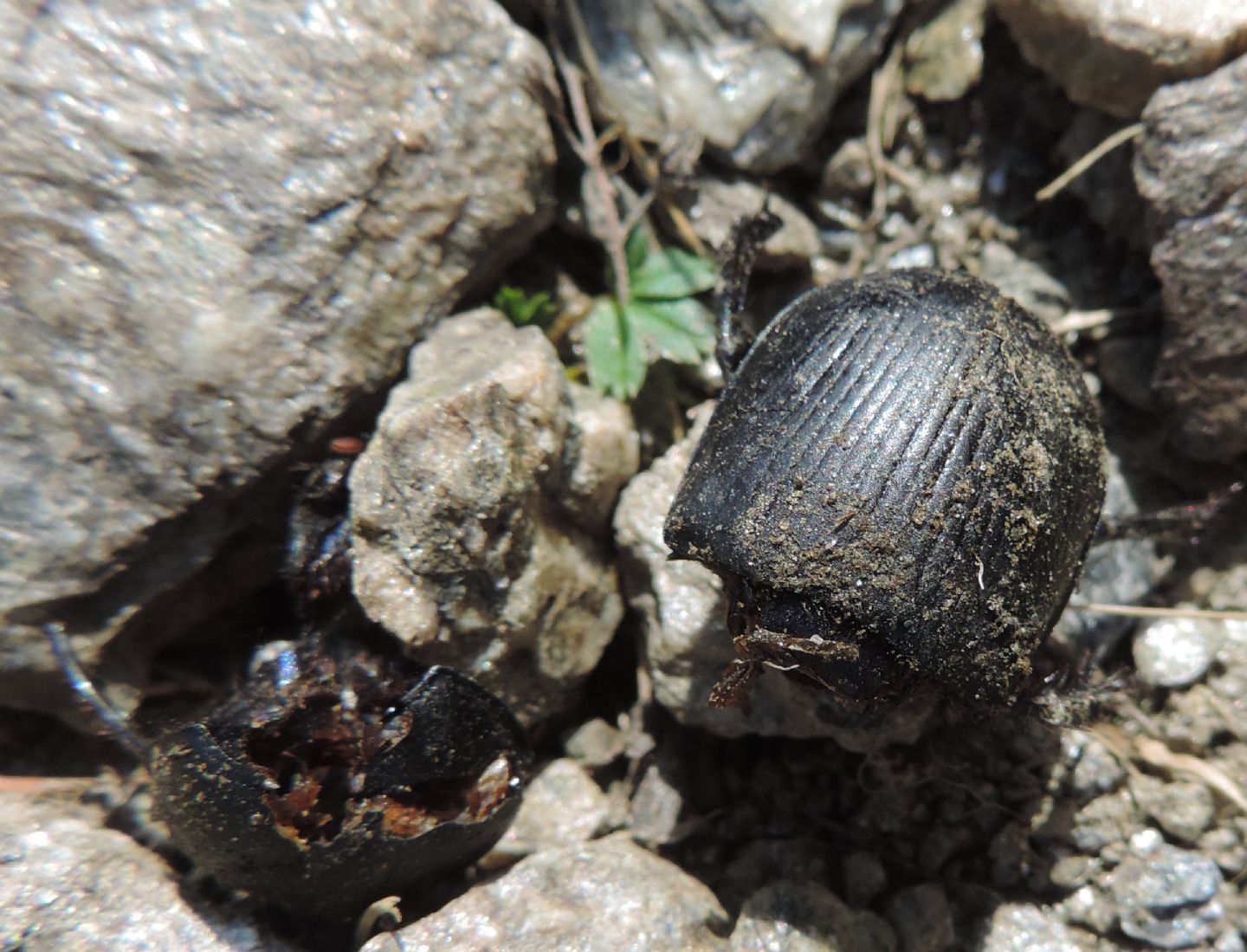 Resti di Geotrupes? forse G. stercorarius, Geotrupidae