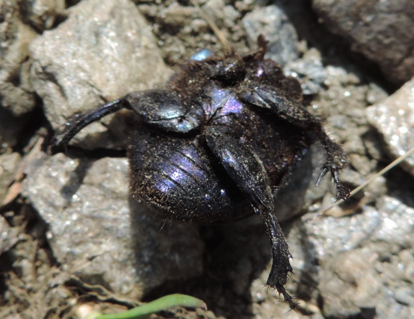 Resti di Geotrupes? forse G. stercorarius, Geotrupidae