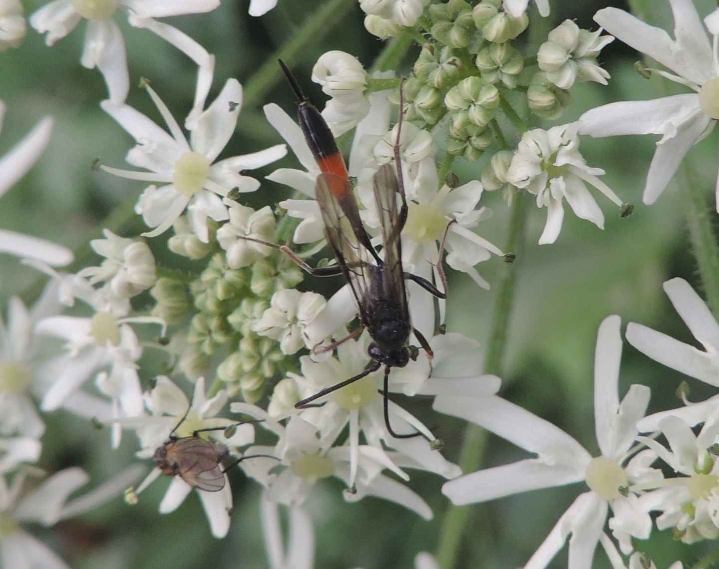 Ichneumonidae Campopleginae sp.
