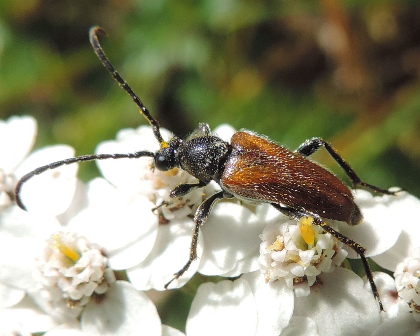 Pseudovadonia livida, Cerambycidae