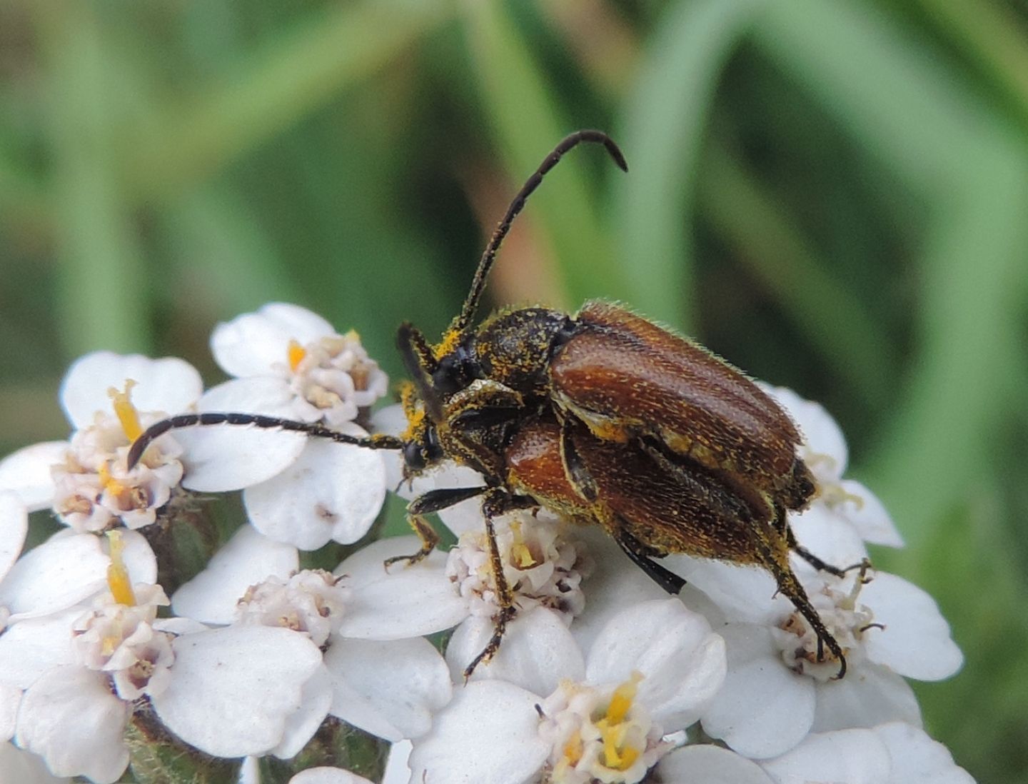 Pseudovadonia livida, Cerambycidae