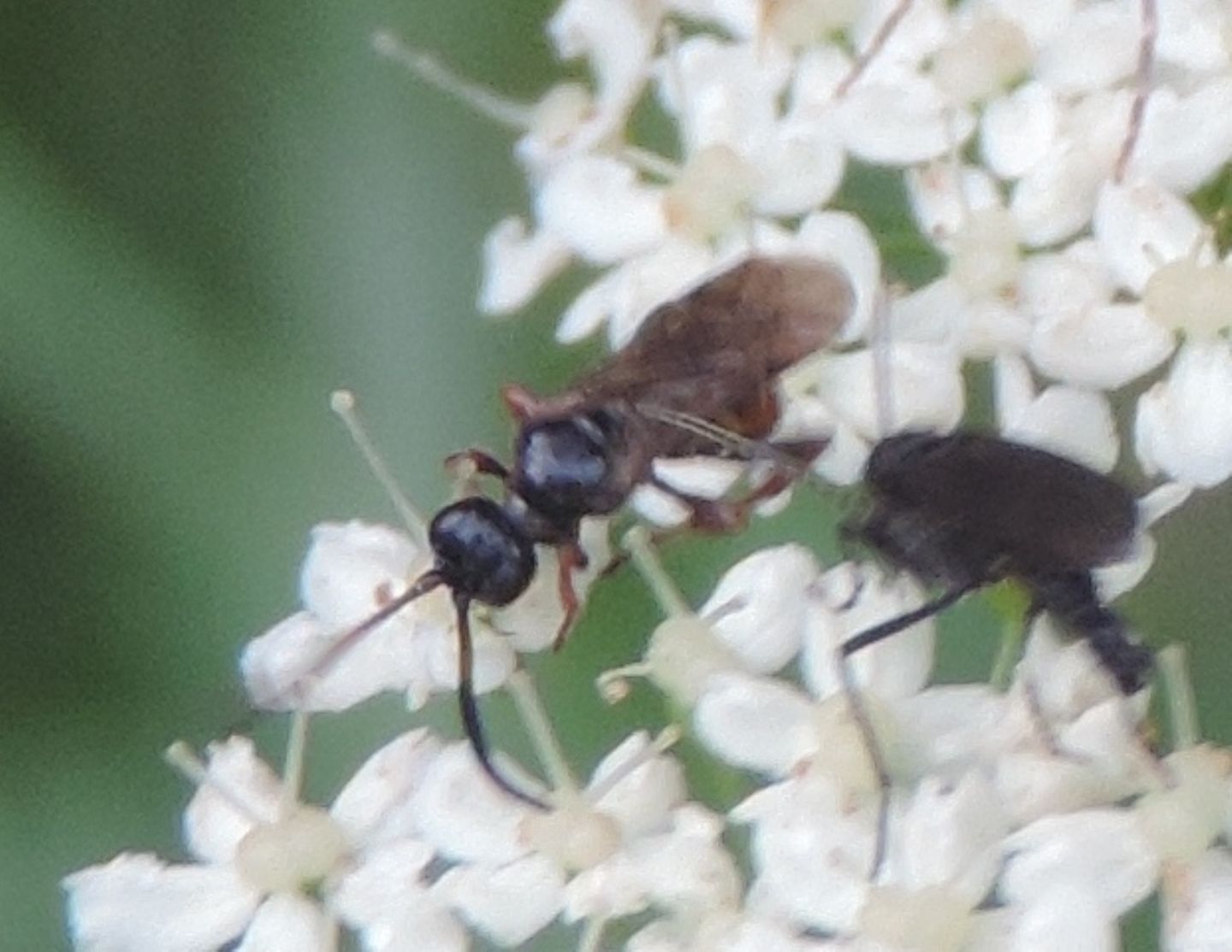 Piccoli imenotteri da identificare