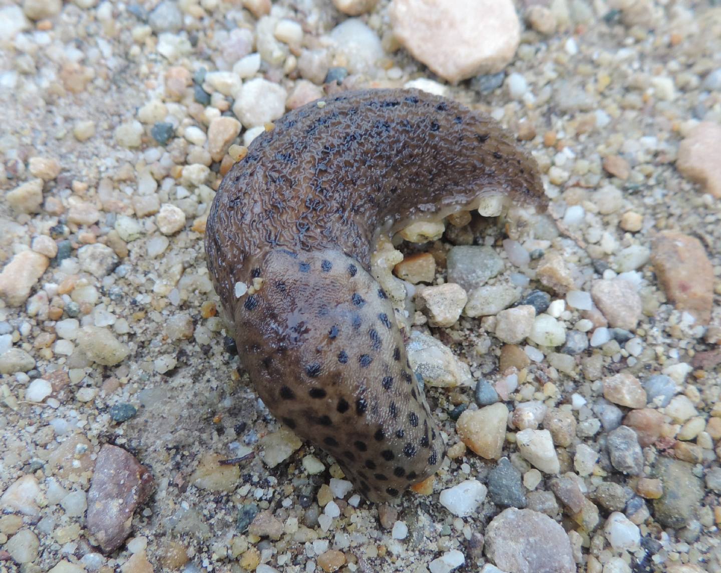 Limax cf maximus dal Parco la Mandria (TO)