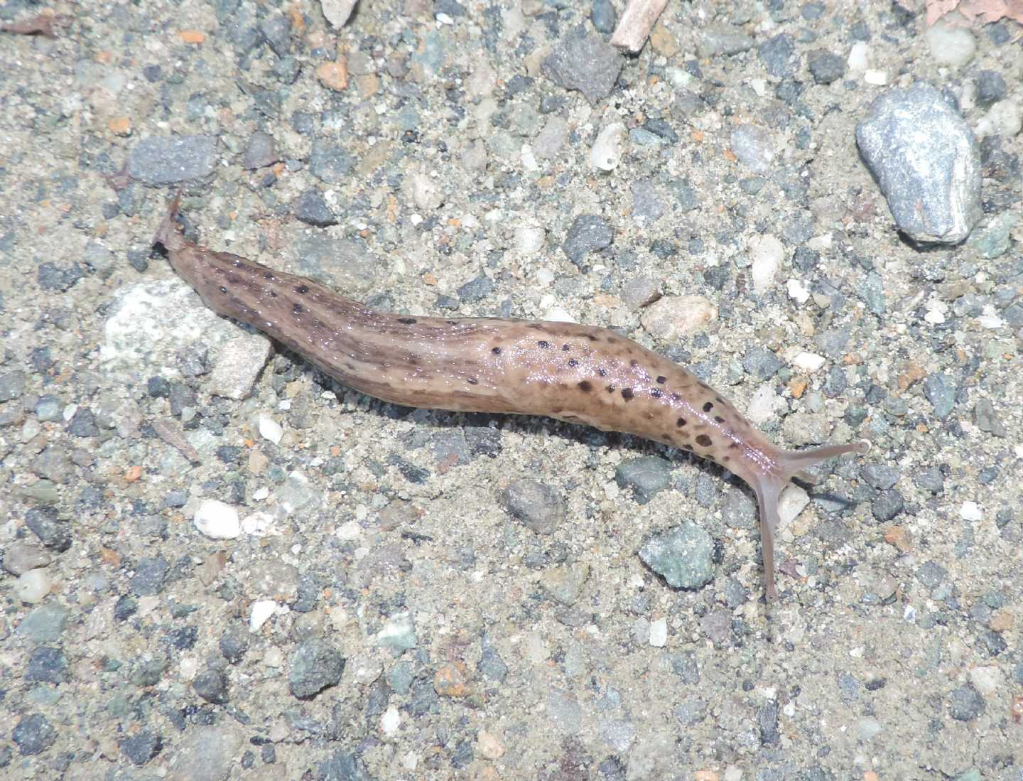 Limax cf maximus dal Parco la Mandria (TO)