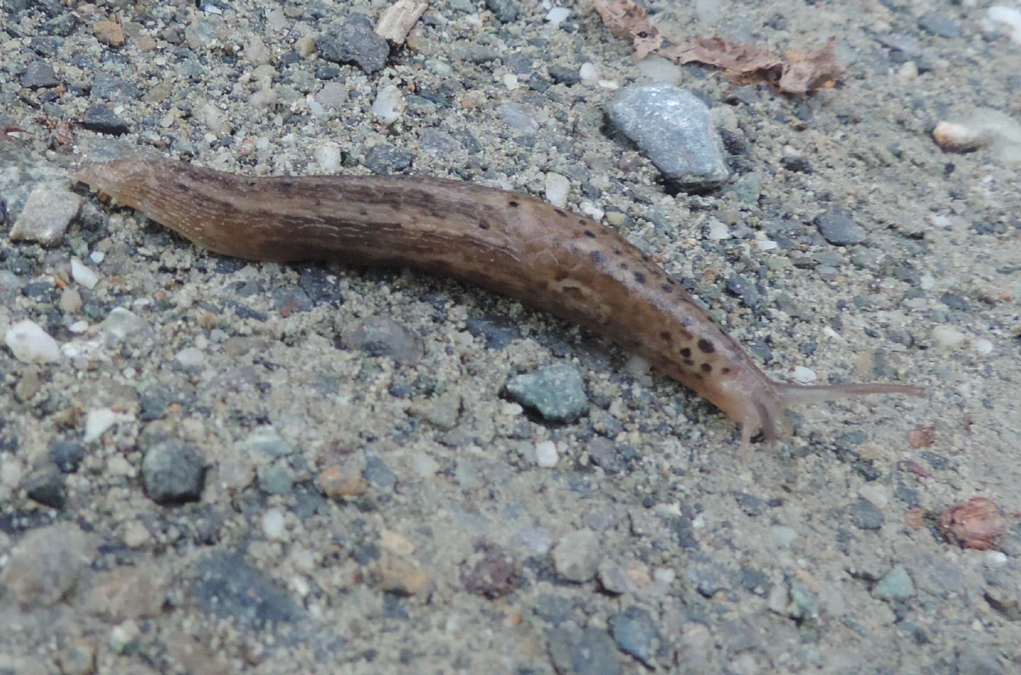 Limax cf maximus dal Parco la Mandria (TO)