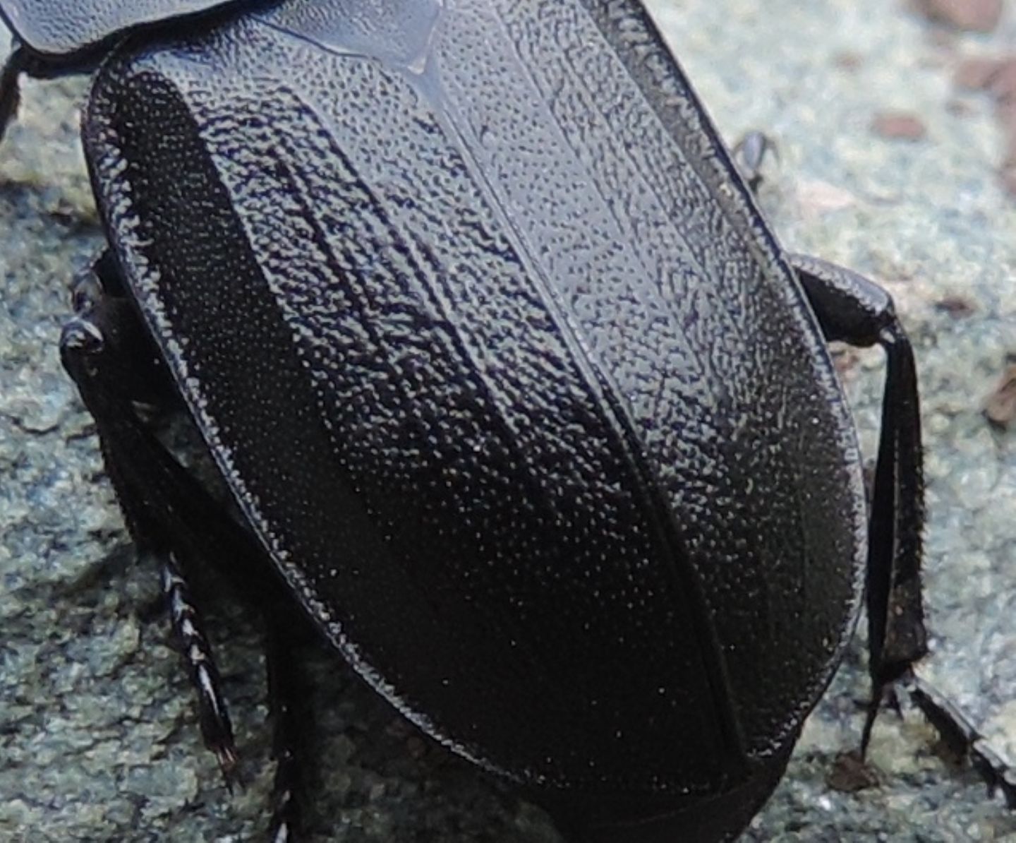 Silpha obscura? aut tyrolensis.